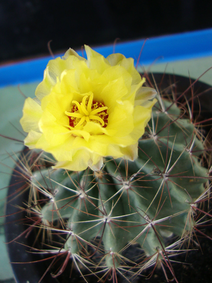Thelocactus setispinus sarı çiçekli lisanslı referans görseli